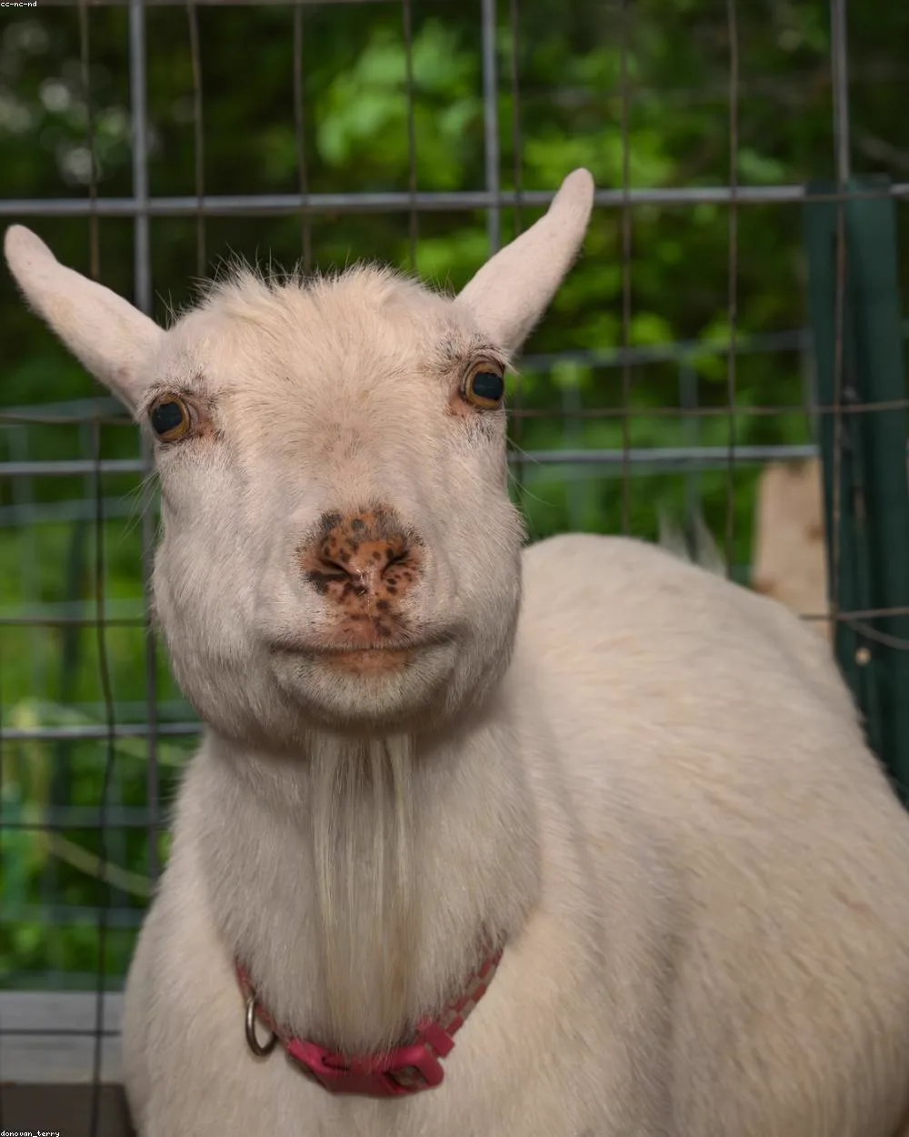 Kambing di kandang MSP Farm & Garden, Sidoarjo