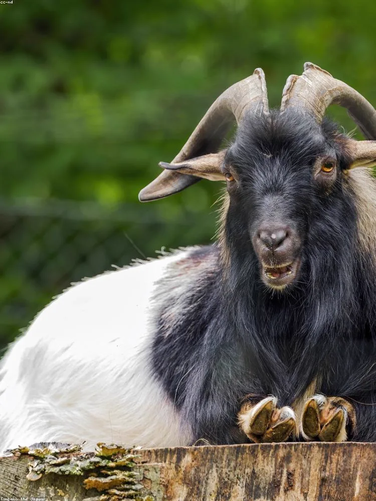 Kambing Etawa dari dekat dengan tanda kode pada telinganya